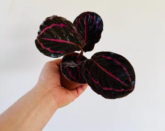 Calathea Black Sun - Peacock Plant - Starter Plant - Black Plants - Gothic Decor - 3” Pot