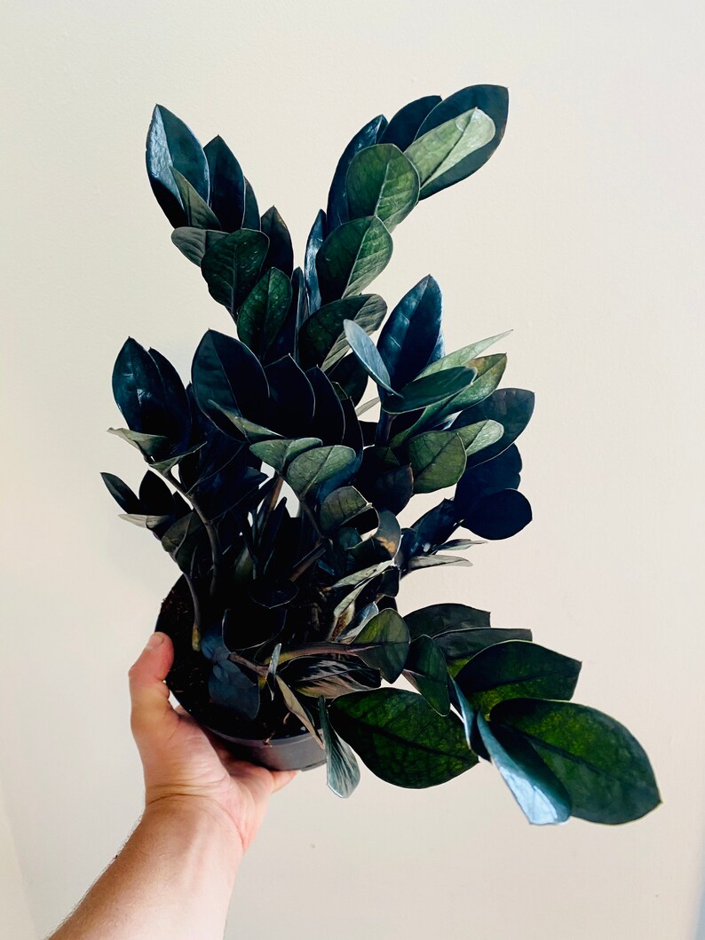 Black Raven ZZ Plant Zamioculas Zamiifolia Rare Plant Etsy