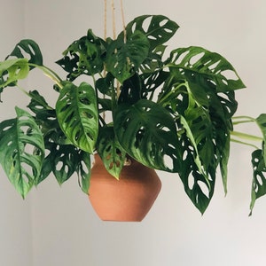 Swiss Cheese Plant Monstera Adansonii Multiple Sizes Tropical Houseplant image 1
