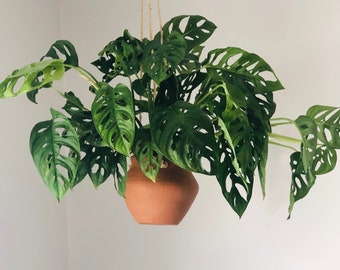 Swiss Cheese Plant - Monstera Adansonii - Multiple Sizes - Tropical Houseplant