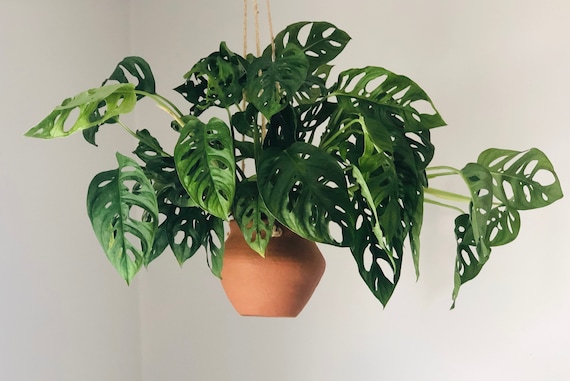 Swiss Cheese Monstera Adansonii Sizes - Etsy