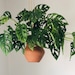 see more listings in the Philodendron + Monstera section