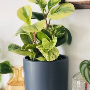 Marble Peperomia - Obtusifolia - Baby Rubber Plant - Pepper Face - Live Plant in 3” or 4” Pot