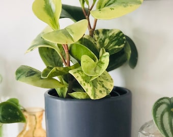 Marble Peperomia - Obtusifolia - Baby Rubber Plant - Pepper Face - Live Plant in 3” or 4” Pot