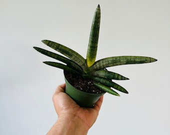 Snake Plant - Sansevieria Starfish - Low Light Plants - Beginner Houseplants - Available in 4” Pots