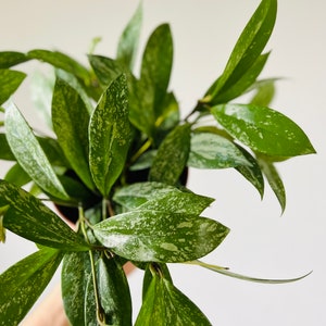 Hoya Pubicalyx Splash - Variegated Hoya - Tropical Wax Plant