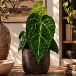May include: A potted Anthurium plant featuring large, heart-shaped, dark green leaves with a glossy, textured surface. The plant is housed in a simple, cylindrical, dark brown ceramic pot with a matte finish, displaying prominent leaf veins.