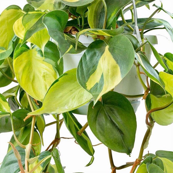 Variegated Philodendron BRASIL Beautiful 5" Hanging Basket Tropical Houseplant 