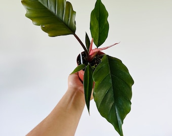 Philodendron Choco Empress - Rare Philodendron -  Tropical Houseplant - Available in 4” Pots