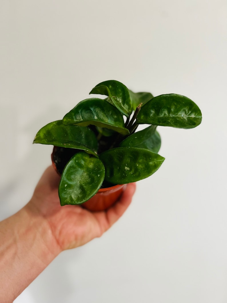 BrumleyandBloom Hoya Krinkle - Thumbnail 3