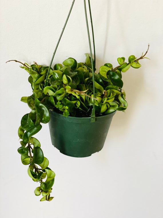Hoya Hindu Rope Hoya Carnosa Compacta Green Hindu Rope Plant Indian Rope Crinkle Hoya Available in Different Sizes Etsy UK