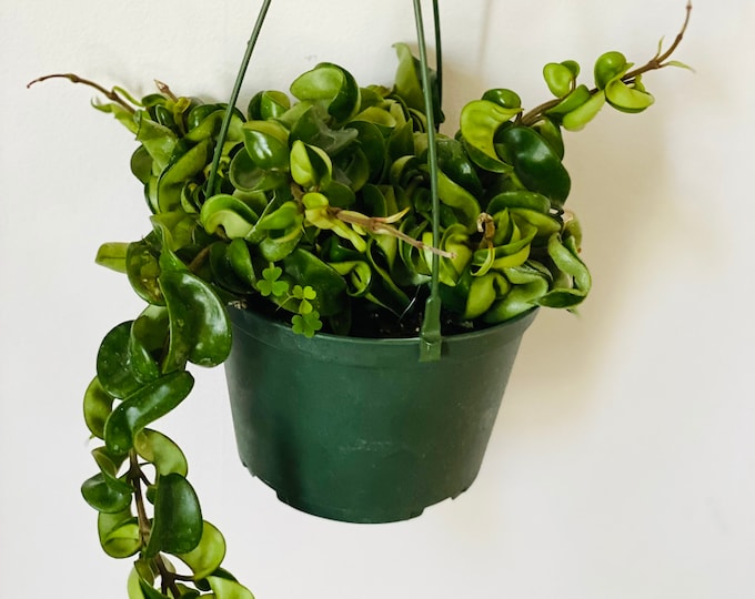 Hoya Carnosa Compacta hindu Rope Starter Plant ALL STARTER PLANTS Require You to Purchase 2