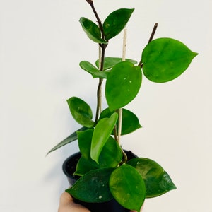 May include: A potted Hoya plant with vibrant green, oval-shaped leaves. The plant is in a black plastic pot and supported by thin wooden stakes. The leaves have subtle white speckles. The plant is held against a plain white background.