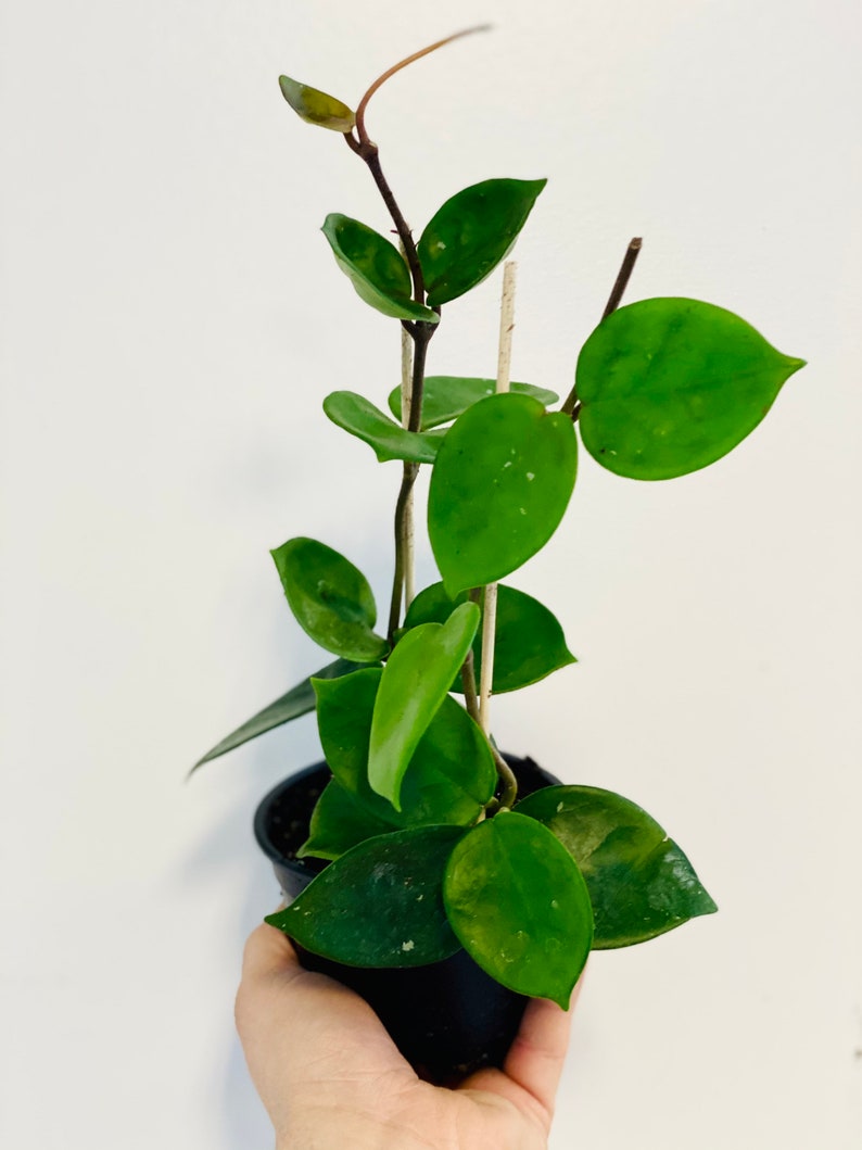 May include: A potted Hoya plant with vibrant green, oval-shaped leaves. The plant is in a black plastic pot and supported by thin wooden stakes. The leaves have subtle white speckles. The plant is held against a plain white background.