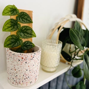Asher Pot - Terrazzo Cement Planter- Pot for Plants - Available in 2” or 4” or 6” Sizes