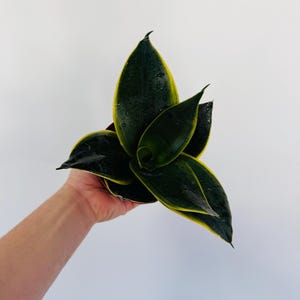 May include: A close-up of a Sansevieria plant, also known as a snake plant, with dark green leaves edged in yellow. The plant is held in a person's hand against a white background. The leaves have a glossy texture.
