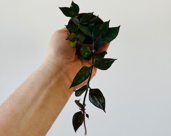 Hoya Krohniana Black - Full Heads & Vining - Available in 3” Pots