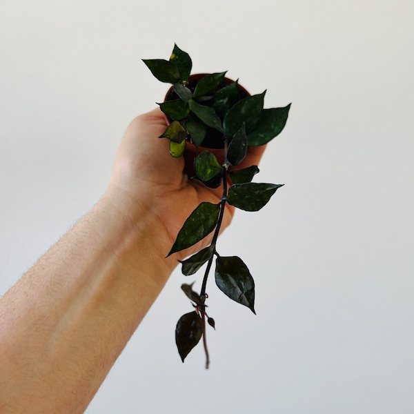 Hoya Krohniana Black - Full Heads & Vining - Available in 3” Pots