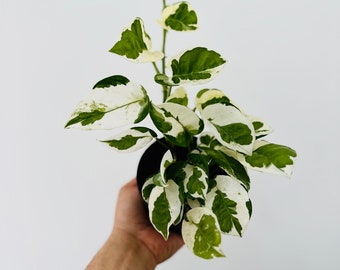 Pothos N’Joy - Epipremnum aureum ‘Njoy’ - Devil’s Ivy - Live Plant in 4” Pot