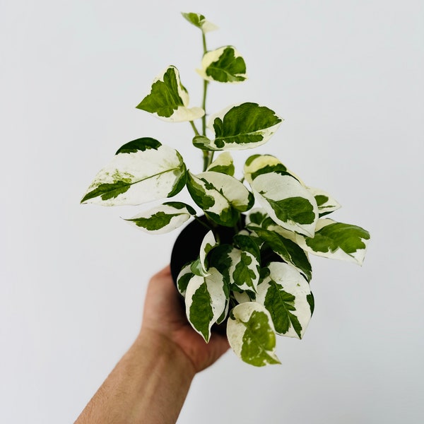 Pothos N’Joy - Epipremnum aureum ‘Njoy’ - Devil’s Ivy - Live Plant in 4” Pot