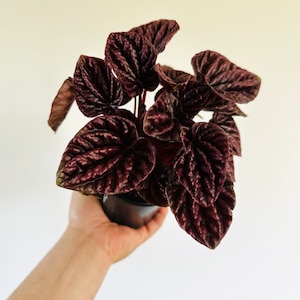 Peperomia Raisinet - Plantas de interior seguras para mascotas - Planta viva en maceta de 10 cm