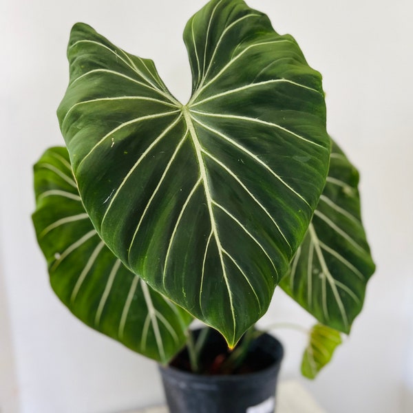 Philodendron Gloriosum - Velvet Big Leaf Philodendron - Rare Aroid - Available in 3”,  4” or 10” Pots