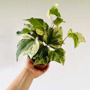 Marble Ivy - Vining Houseplants - Easy Plants - Live Houseplant in 4” Pot