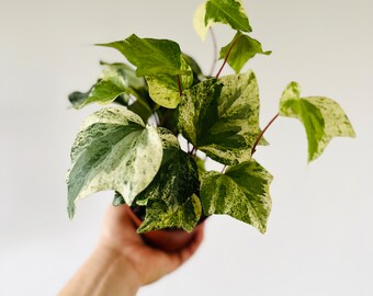 Marble Ivy - Vining Houseplants - Easy Plants - Live Houseplant in 4” Pot