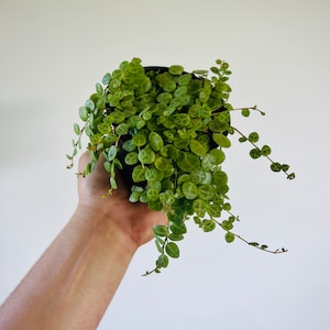 May include: A small, round-leafed plant in a black pot. The plant has vibrant green leaves with a speckled pattern. The plant is held by a person's hand against a plain white background. The plant's vines are trailing down.
