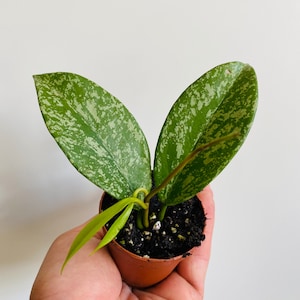 May include: A small potted plant with variegated green leaves. The plant is in a brown pot and is being held in a person's hand.