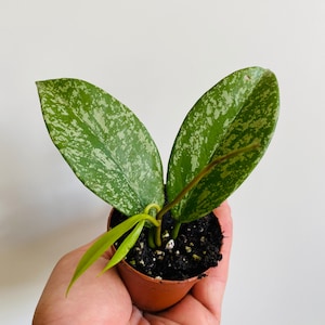 Hoya Pubicalyx - Pink Silver - Variegated Hoya - Tropical Wax Plant - 2” Pot