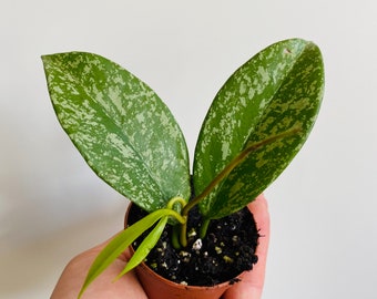 Hoya Pubicalyx - Pink Silver - Variegated Hoya - Tropical Wax