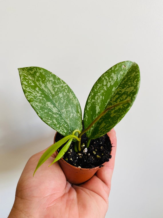 Hoya Pubicalyx - Pink Silver - Variegated Hoya - Tropical Wax