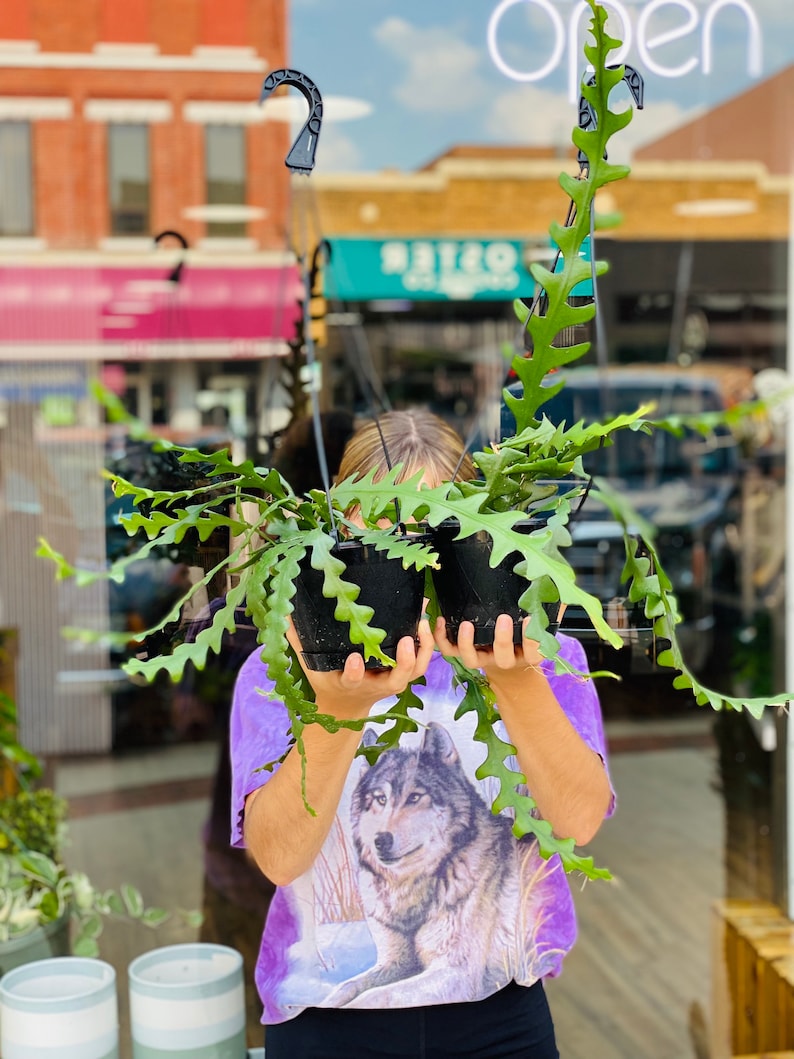 BrumleyandBloom Fishbone Cactus - Thumbnail 2