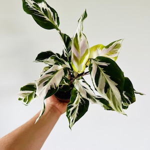 Calathea Stella - Brand New Cultivar - Live Houseplant in 4” Pot