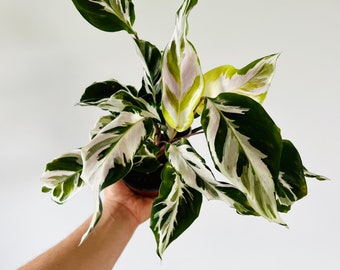 Calathea Stella - Brand New Cultivar - Live Houseplant in 4” Pot