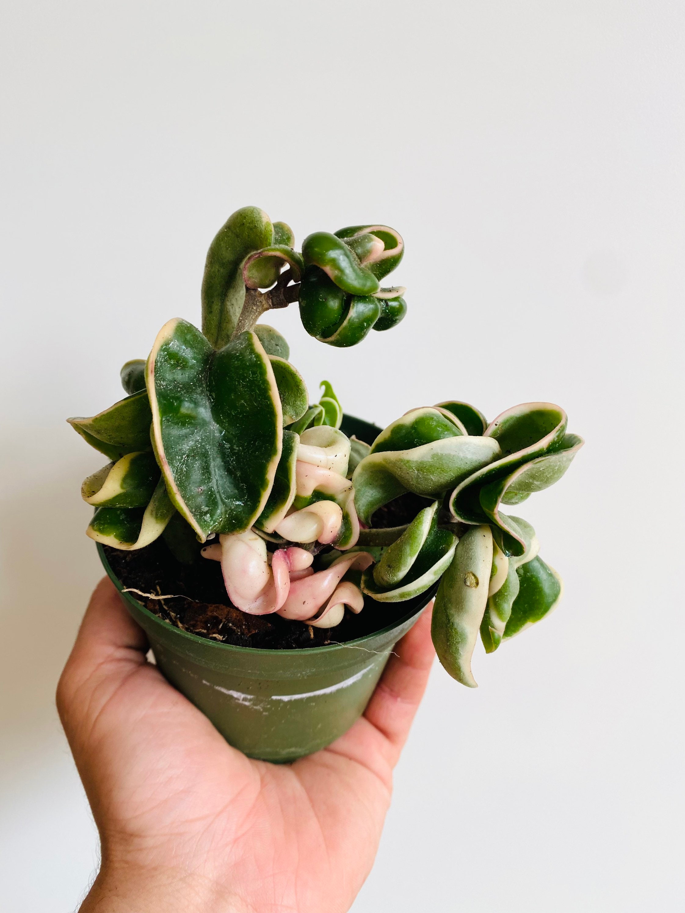 Variegated Hoya Compacta Variegated Hindu Rope Hoya Etsy