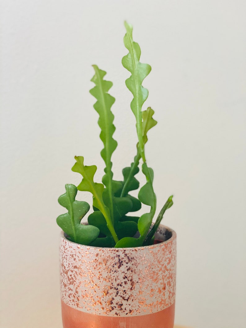 BrumleyandBloom Fishbone Cactus