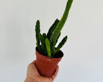 Lifesaver Cactus - Stapelia - Rare Cactus - Live Houseplant in 4” Pot
