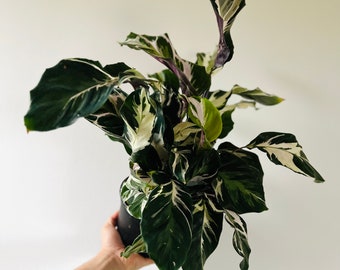 Calathea ‘Stella’ – Planta de oración poco común – Planta de interior de follaje tropical – Planta de interior de fácil cuidado – Planta viva – Segura para mascotas en maceta de 15 cm