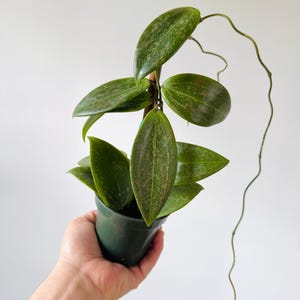 Hoya Wibergiae - Pink Splash Hoya - Live Plant in 4” Pot