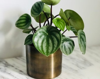 Davi Planter - Bohemian - Copper - Minimalist Decor