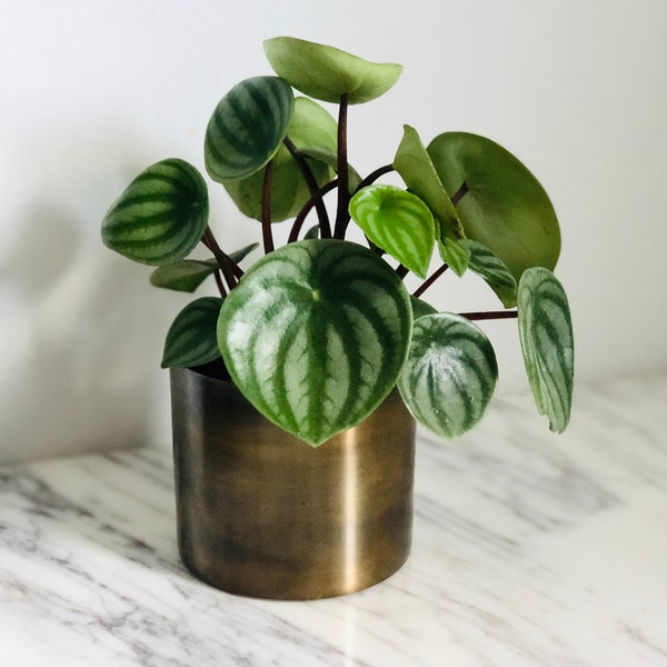 Davi Planter - Bohemian - Copper - Minimalist Decor