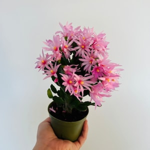 Spring Cactus - Pink Flowers - Schlumbergera syn. Rhipsalidopsis Gaertneri -  Holiday Cactus - Live Plant in 4” Pot