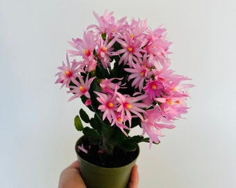 Spring Cactus - Pink Flowers - Schlumbergera syn. Rhipsalidopsis Gaertneri -  Holiday Cactus - Live Plant in 4” Pot