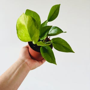 strawberry spinach seeds Strawberry Spinach Seeds (Chenopodium capitatum) main image 1