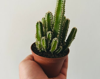 Fairy Castle Cactus - Acanthocereus tetragonus - Tower Cactus - Live Plant in in 3” Pot