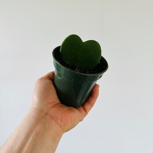 Hoya Heart - Kerrii Hoya - Heart Shaped Hoya - Live Houseplant in 4” Pot