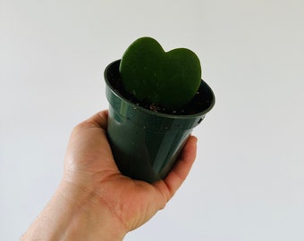 Hoya Heart - Kerrii Hoya - Heart Shaped Hoya - Live Houseplant in 4” Pot