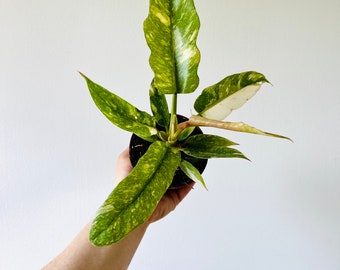 Philodendron + Monstera